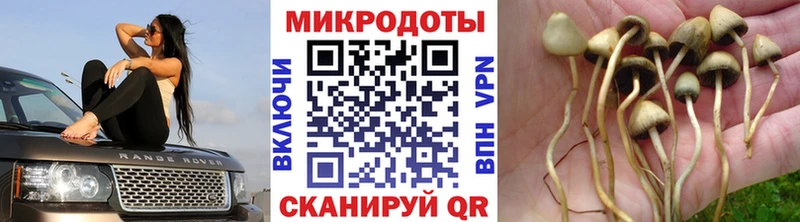 Псилоцибиновые грибы мицелий  закладка  Чехов 